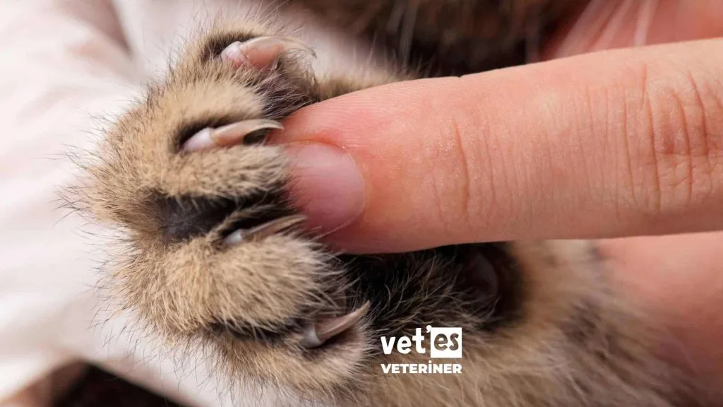 Kedi Tırmığı Hastalığı Belirtileri, Tedavisi ve Korunma Yöntemleri 9 kedi-tırmığı-hastalığı-bluaşma-vetesveteriner