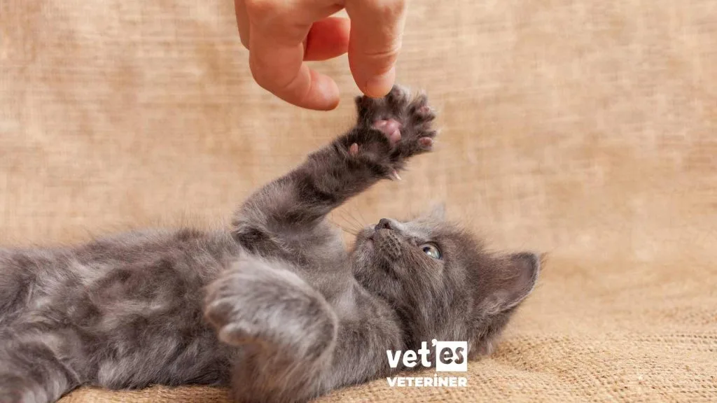 Kedi Tırmığı Hastalığı Belirtileri, Tedavisi ve Korunma Yöntemleri 10 kedi-tırmığı-hastalığı-tedavisi-vetesveteriner