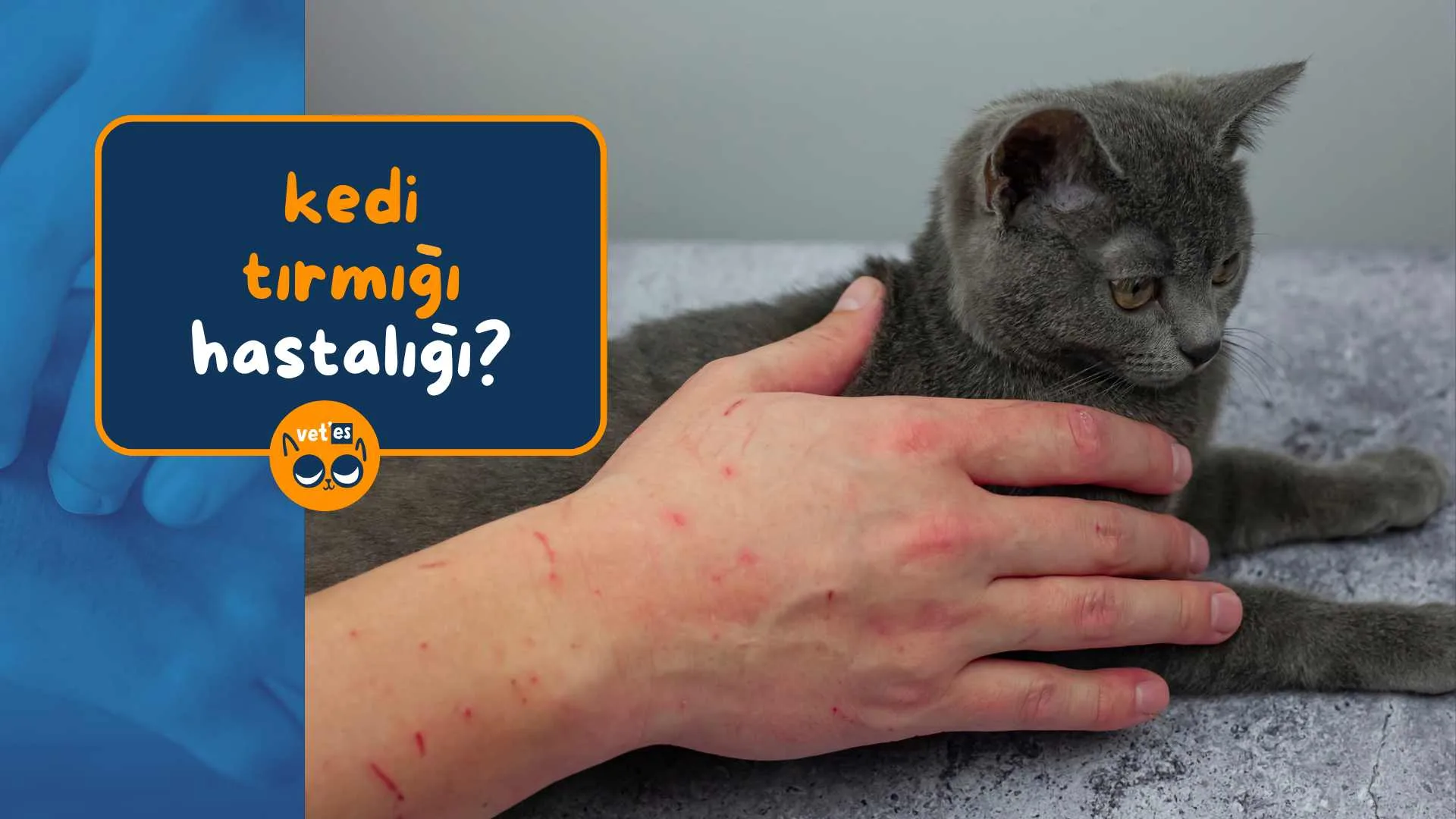 Kedi Tırmığı Hastalığı Belirtileri, Tedavisi ve Korunma Yöntemleri 1 kedi-tırmığı-hastalığı-vetesveteriner