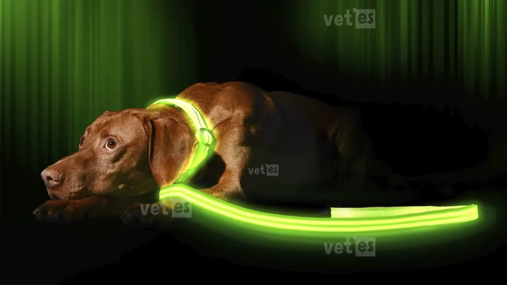 Işıklı Köpek Kıyafeti Ankara 5 Illumiseen-LED-Köpek-Tasması-vetesveteriner