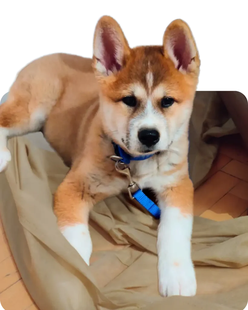Hayvan Vaka Öyküleri 12 blondie-akita-inu-Üveodermatolojik-sendrom-vetesveteriner vaka öyküleri
