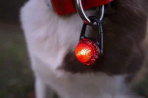 Işıklı Köpek Kıyafeti Ankara 2 köpek-led-ışık-vetesveteriner