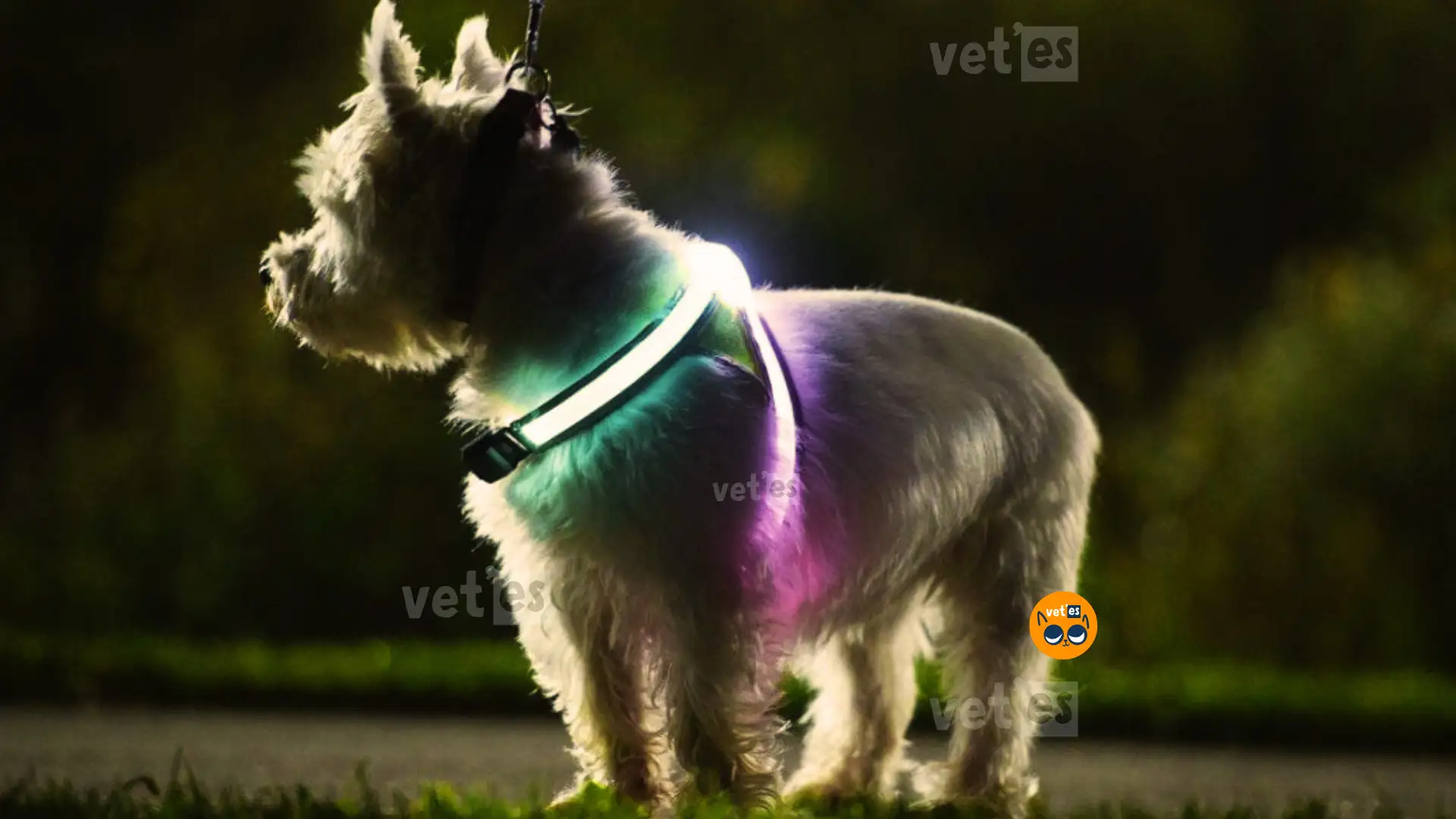 ışıklı-köpek-kıyafeti-ışıklı-tasma-vetesveteriner