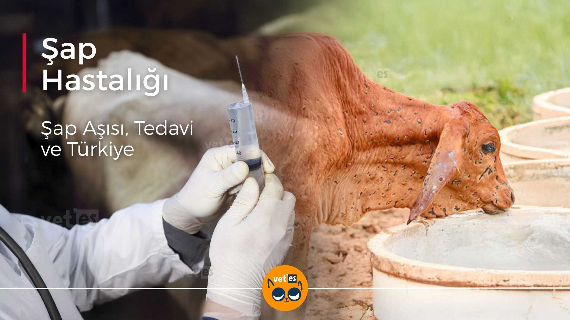 Şap Hastalığı Aşısı SAT-1 Tedavisi 1 şap hastalığı aşısı