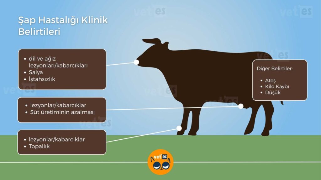 Şap Hastalığı Aşısı SAT-1 Tedavisi 5 şap hastalığı belirtileri