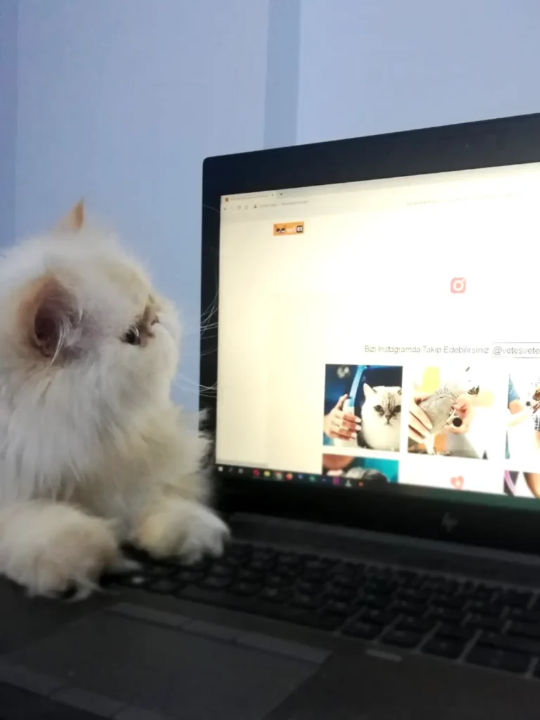 Hayvan Vaka Öyküleri 21 tarcin vetesveteriner