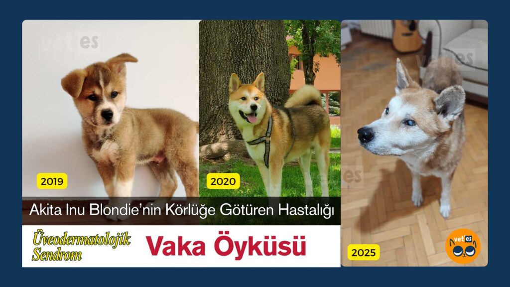 Üveodermatolojik Sendrom akita inu