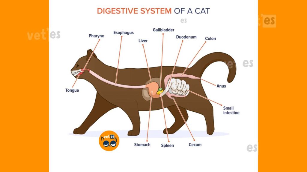 Virbac Gastro Digestive Support Kedi Maması Özellikleri 4 Virbac Gastro Digestive Support kedi maması sindirim desteği ankara