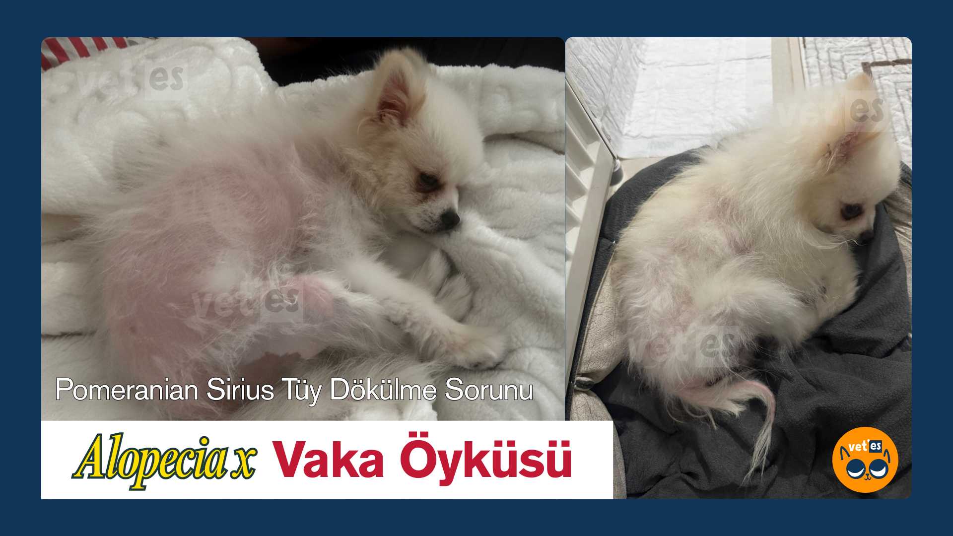 Vaka Öyküsü #1 Sirius'un Alopesi (Alopecia X) Sorunu Ve Sağlıklı Tüylerine Yeniden Kavuşma Süreci 1 alopecia-x-tüy-dökülme-pomeranian-sirius-1-vetesveteriner