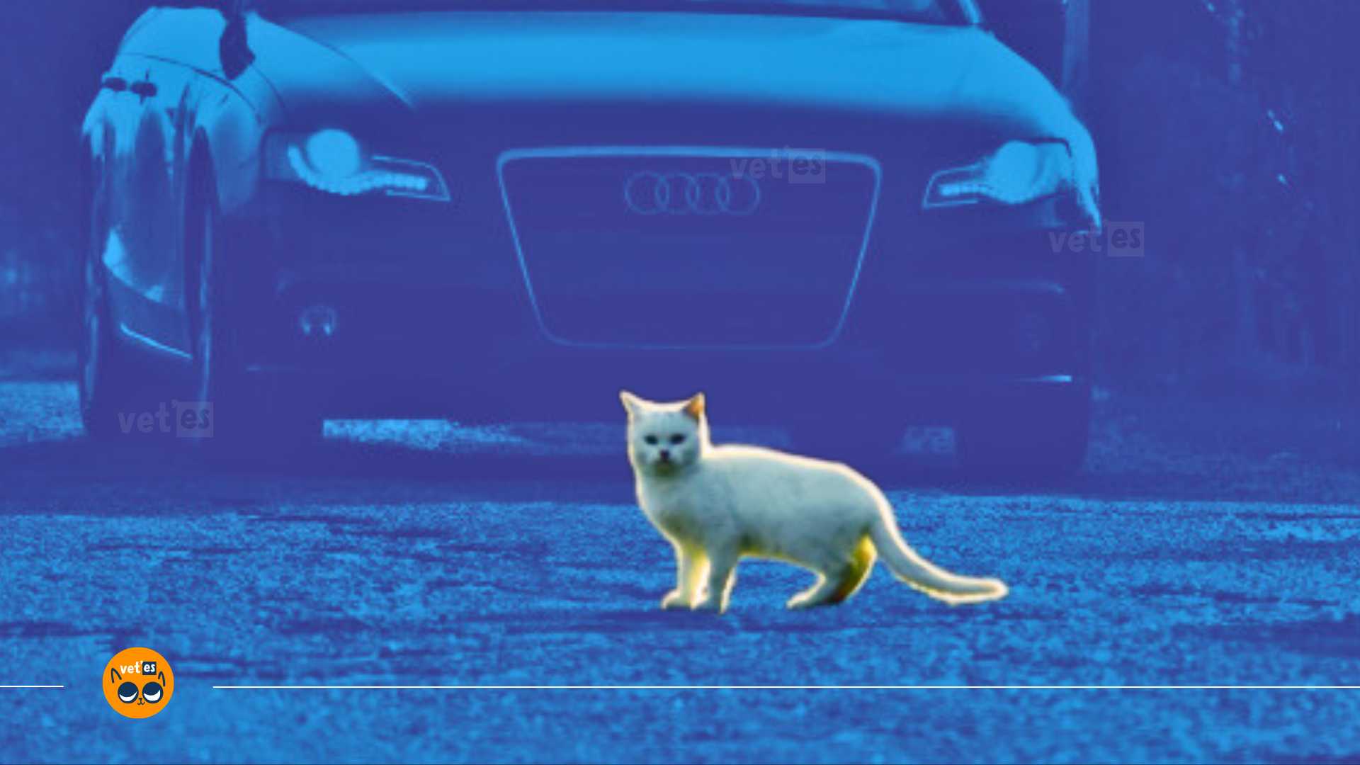 Araba Çarpan Sokak Kedisi Ne Yapılmalı? 1 araba çarpan sokak kedisi