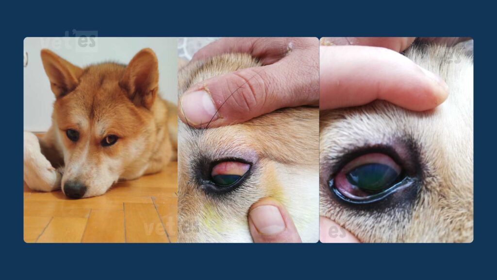 Vaka Öyküsü #2 Blondie'nin Üveodermatolojik Sendrom (UDS) İle Yaşam Mücadelesi 3 blondie-Üveodermatolojik-Sendrom-gözlerde-kanlanma-vetesveteriner