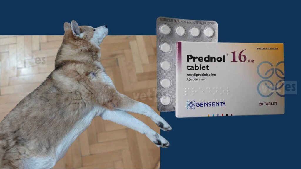 Vaka Öyküsü #2 Blondie'nin Üveodermatolojik Sendrom (UDS) İle Yaşam Mücadelesi 4 blondie-Üveodermatolojik-Sendrom-prednol-tedavi-vetesveteriner