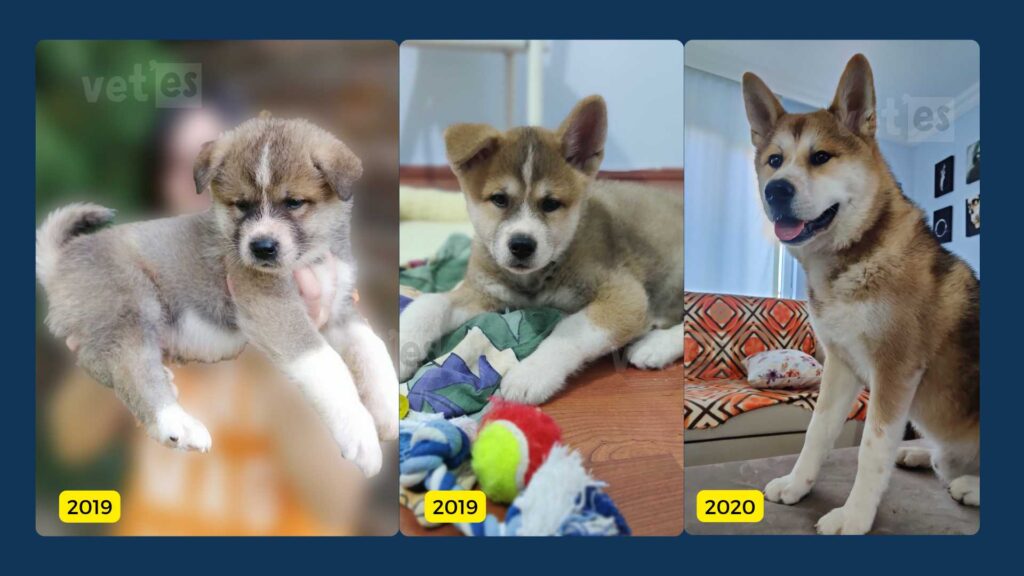 Vaka Öyküsü #2 Blondie'nin Üveodermatolojik Sendrom (UDS) İle Yaşam Mücadelesi 2 blondie-akita-inu-Üveodermatolojik-Sendrom-vetesveteriner