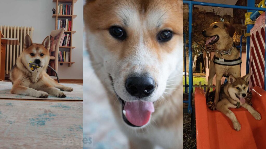 Vaka Öyküsü #2 Blondie'nin Üveodermatolojik Sendrom (UDS) İle Yaşam Mücadelesi 5 blondie-akita-inu-köpeklerde-körlük-vetesveteriner