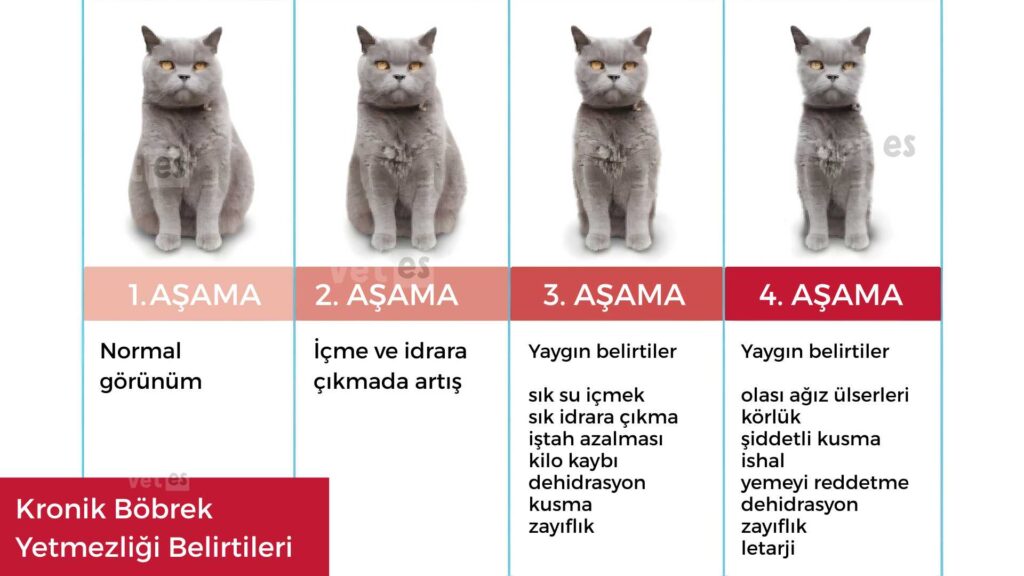 kedim mama yemiyor