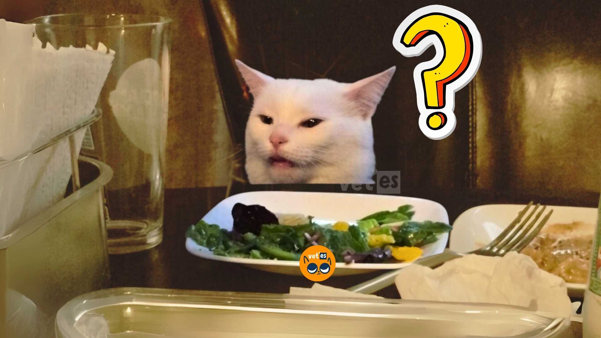 Kedim Mama Yemiyor? 1 kedim mama yemiyor