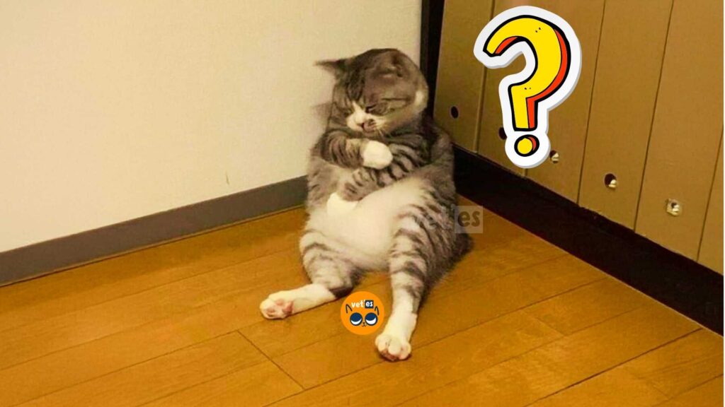 kedinin karnı şiş ne yapılmalı?