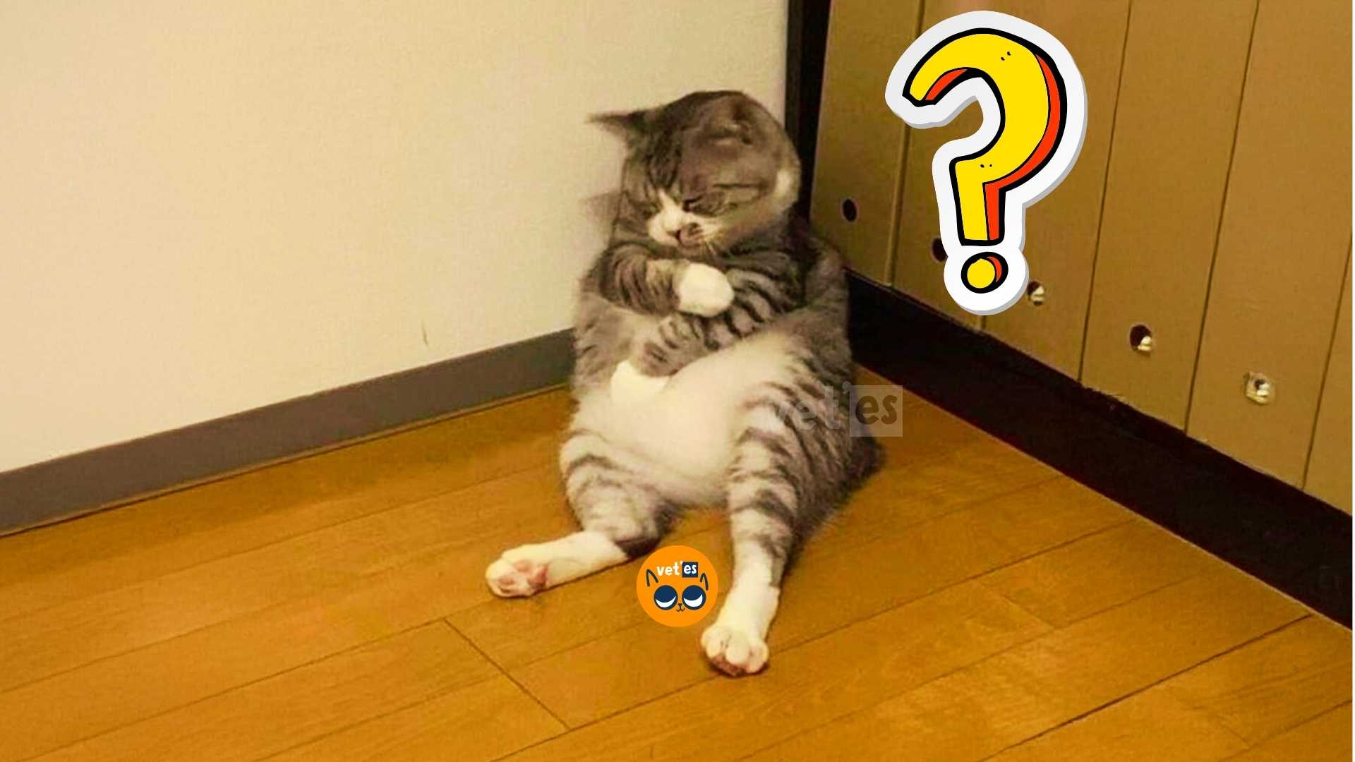 kedinin karnı şiş ne yapılmalı?