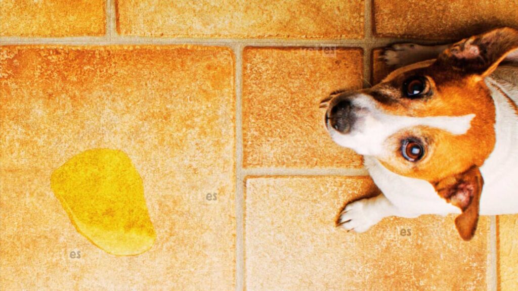Köpeğinizin Sağlığı İçin Bilmeniz Gerekenler: Köpeklerde İdrar Yolu Enfeksiyonları 3 köpeğin eve çişini yapması - köpeklerde idrar yolu enfeksiyonları