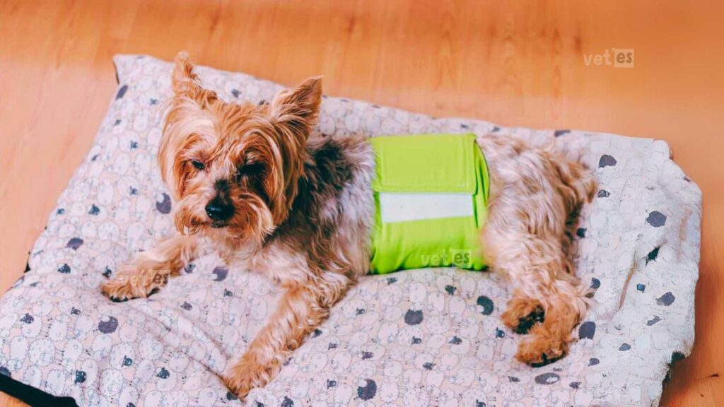 Köpeğinizin Sağlığı İçin Bilmeniz Gerekenler: Köpeklerde İdrar Yolu Enfeksiyonları 5 köpek neden çişini yapamaz - köpeklerde idrar yolu enfeksiyonları