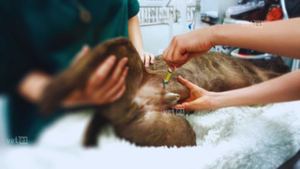 Köpeğinizin Sağlığı İçin Bilmeniz Gerekenler: Köpeklerde İdrar Yolu Enfeksiyonları 4 köpek idrar enfeksiyon tedavisi - köpeklerde idrar yolu enfeksiyonları
