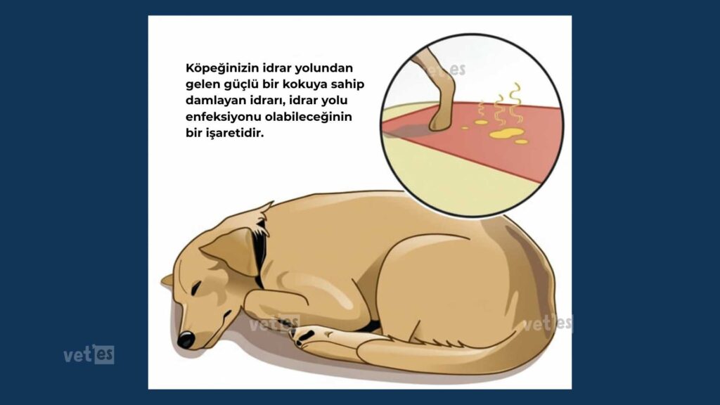 Köpeğinizin Sağlığı İçin Bilmeniz Gerekenler: Köpeklerde İdrar Yolu Enfeksiyonları 2 köpekler neden çişini tutamaz - köpeklerde idrar yolu enfeksiyonları
