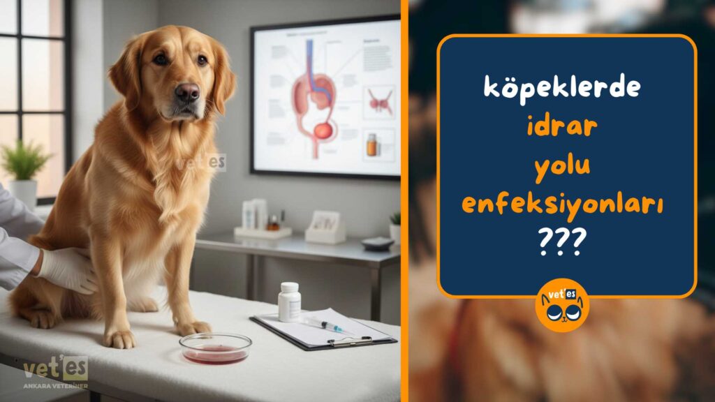köpeklerde idrar yolu enfeksiyonları