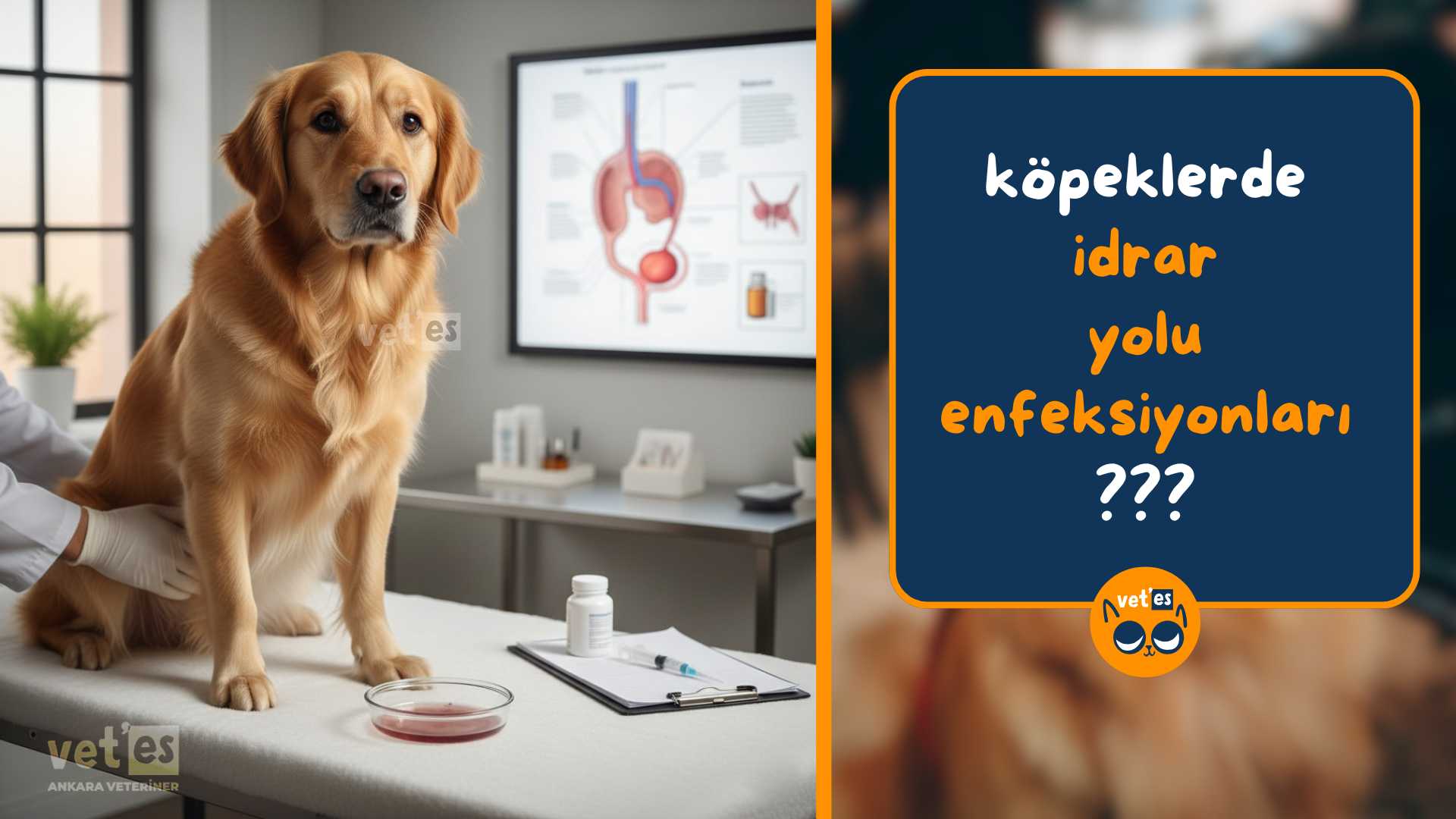 köpeklerde idrar yolu enfeksiyonları