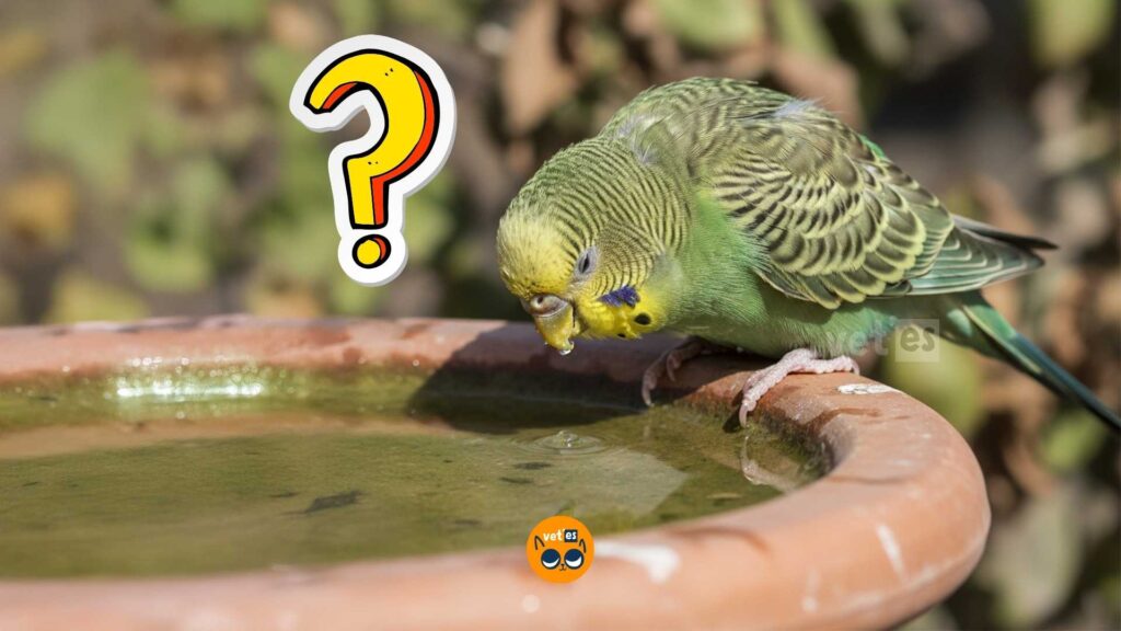 Muhabbet kuşu kaç gün susuz kalabilir