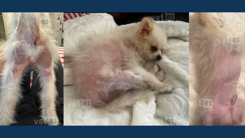 Vaka Öyküsü #1 Sirius'un Alopesi (Alopecia X) Sorunu Ve Sağlıklı Tüylerine Yeniden Kavuşma Süreci 2 Alopecia X