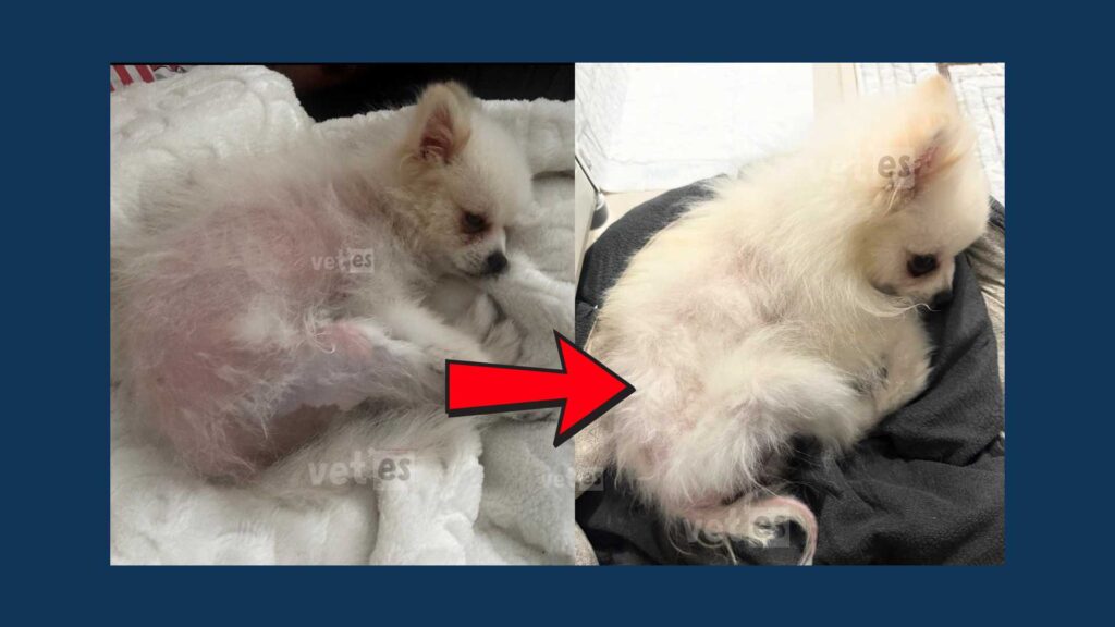Vaka Öyküsü #1 Sirius'un Alopesi (Alopecia X) Sorunu Ve Sağlıklı Tüylerine Yeniden Kavuşma Süreci 4 sirius 4 Alopesi Alopecia X tedavi sureci vetesveteriner