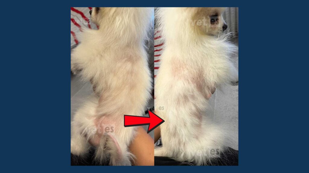 Vaka Öyküsü #1 Sirius'un Alopesi (Alopecia X) Sorunu Ve Sağlıklı Tüylerine Yeniden Kavuşma Süreci 5 sirius 5 Alopesi Alopecia X tedavi sureci vetesveteriner