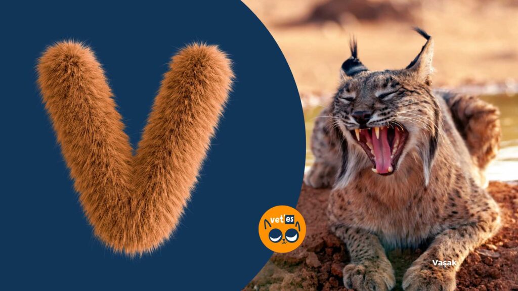 V Harfi İle Başlayan Hayvan