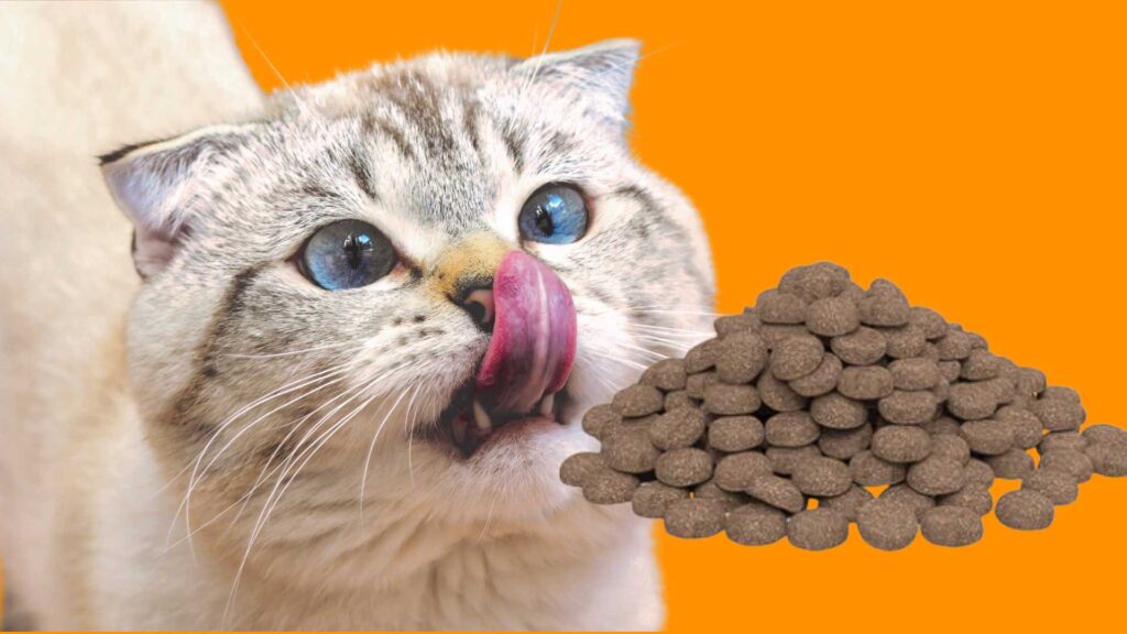 Virbac Gastro Digestive Support Kedi Maması Özellikleri 5 virbac-kedi-yaş-mama-ankara-vetesveteriner