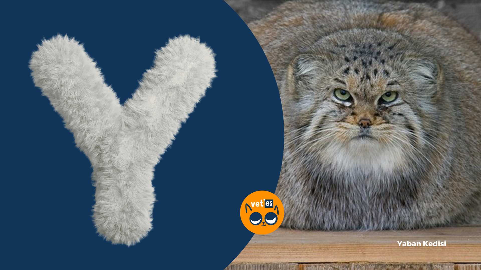 Y Harfi İle Başlayan Hayvan Türleri Ve İsimleri 1 Y Harfi İle Başlayan Hayvan isimleri ve özellikleri yaban kedisi