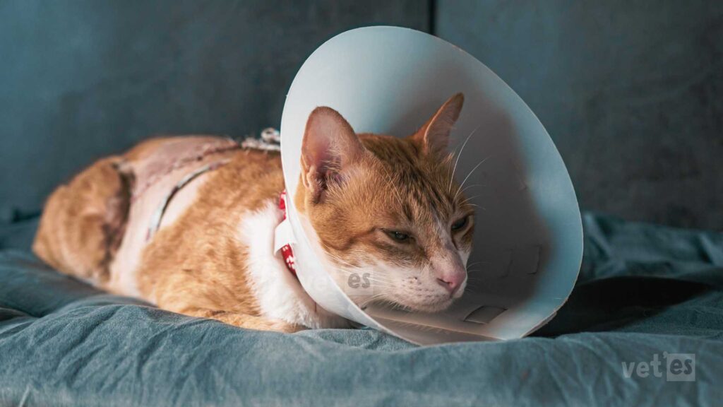 Evcil Hayvan Sağlık Sigortası Veteriner Fiyatı Ne Kadar? 3 kedi sigortası fiyatları