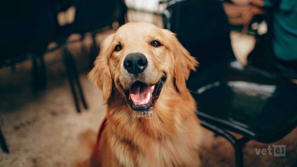 Evcil Hayvan Sağlık Sigortası Veteriner Fiyatı Ne Kadar? 4 köpek evcil hayvan sağlık sigortası fiyatları