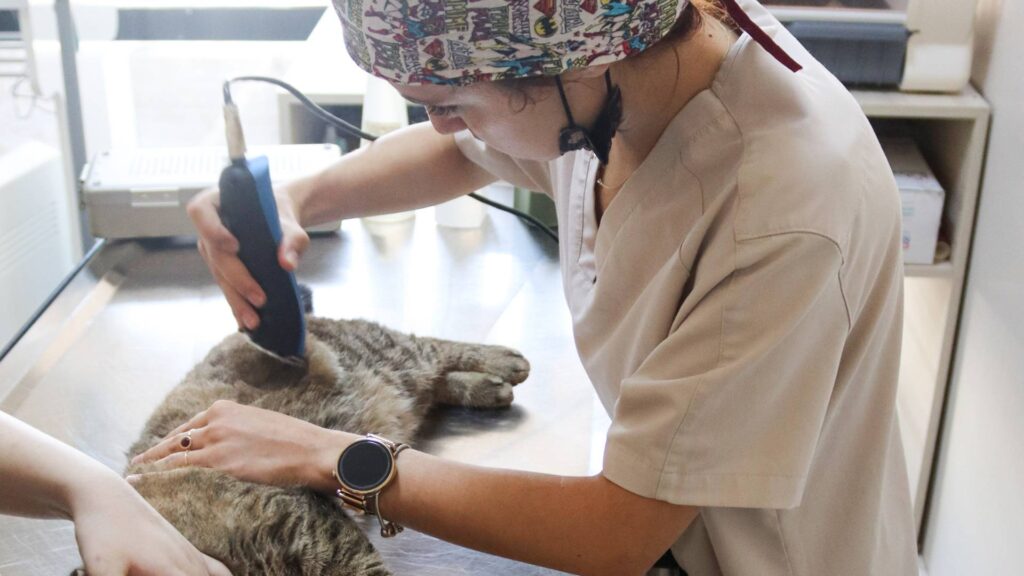 Vetes Veteriner Kliniği Kedi Tıraşı