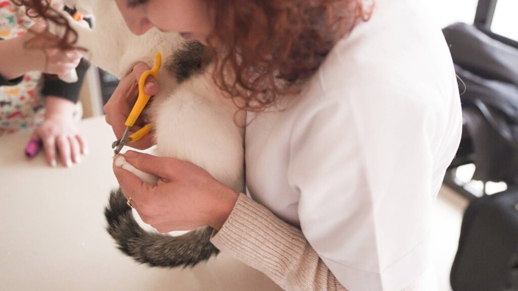 Vetes Veteriner Kliniği Kedi Tırnak Kesimi